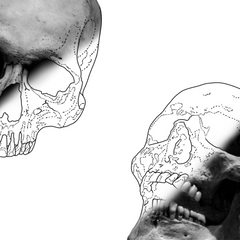 Realistic Skull Tattoo Stencil Brush Set For Procreate