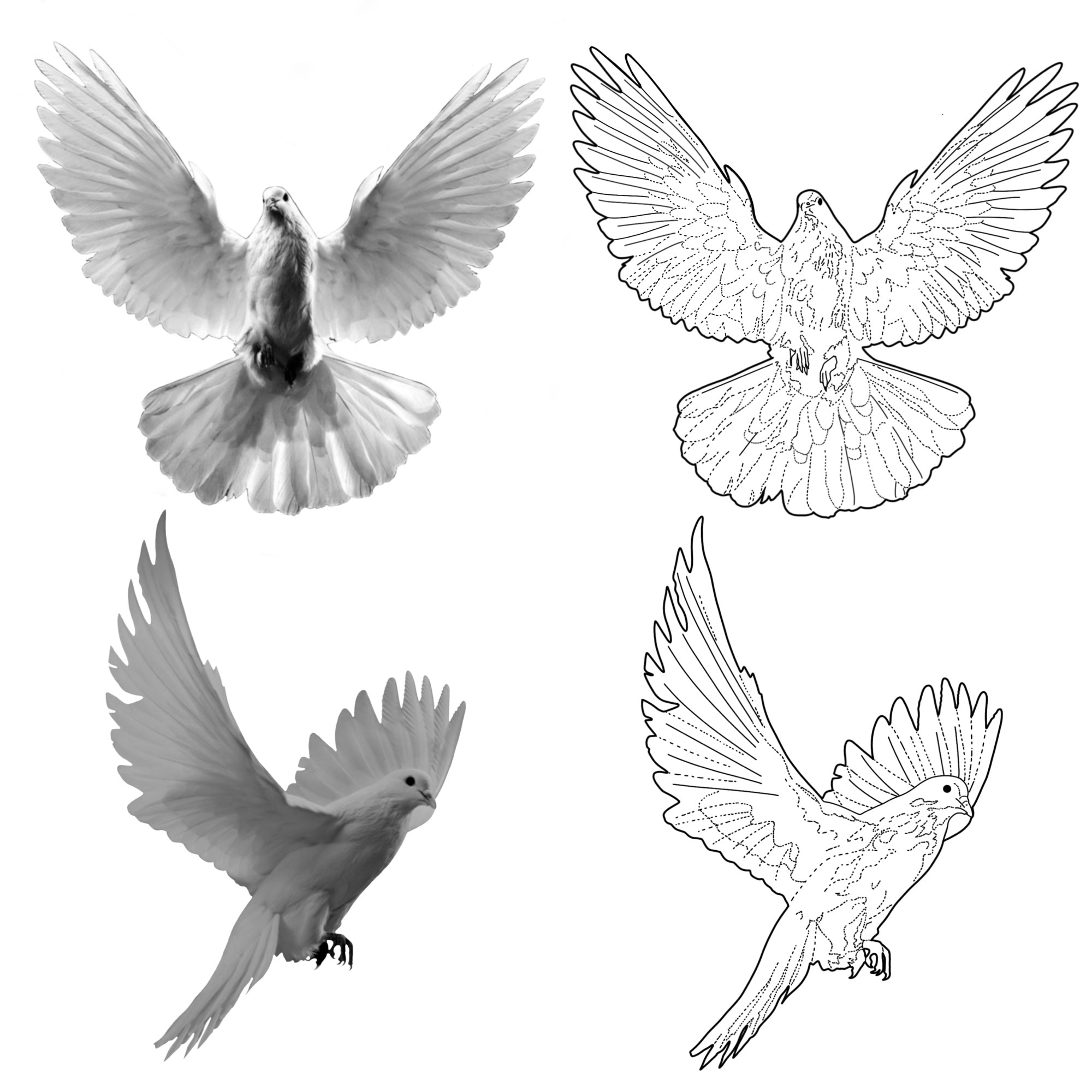 White Dove Tattoo Stencil Brush Set For Procreate Tattoos By Nick ABC